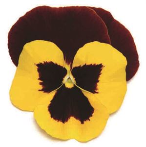Afbeelding van Viola P9 Grootbloemig Red wing